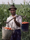 Farmer Carrying Tomatoes  Romania