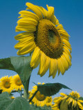 Close-Up of Sunflowers