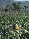 Crop Spraying in Field of Tobacco  Santiago  Dominican Republic
