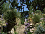 Abbey Gardens  Tresco  Isles of Scilly  United Kingdom