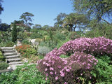 Abbey Gardens  Tresco  Scilly Isles  United Kingdom