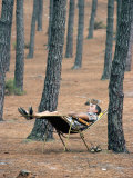 Man Sleeping Beneath Trees  Aquitaine  France