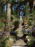 Abbey Gardens  Tresco  Isles of Scilly  United Kingdom