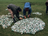 Guillemot Eggs  Faroe Islands (Faeroes)  North Atlantic