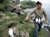 Puffin Catcher  Faroe Islands (Faeroes)  Denmark  North Atlantic