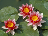 Pink Water Lilies