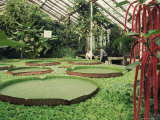 Kew Gardens  London  England  United Kingdom