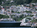 Harbour and Houses  Wellington  North Island  New Zealand
