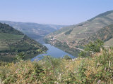 Vineyards Near Pinhao  Douro Region  Portugal