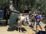 Mule Used for Collecting Rubbish  Island of Trikeri  Pelion  Greece