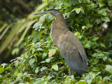 Tiger Heron  Tortuguero National Park  Costa Rica  Central America