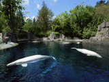 White Whale at the Aquarium  Vancouver  British Columbia  Canada