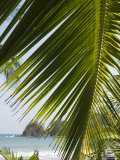 Palm Leaf  Nicoya Pennisula  Costa Rica  Central America