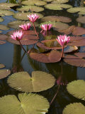 Water Lilies  Goa  India