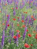 Wild Flowers Near Goreme  Cappadocia  Anatolia  Turkey
