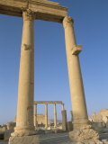 Ruins of the Colonnade  Palmyra  Unesco World Heritage Site  Syria  Middle East