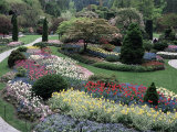 Tulips in the Butchart Gardens  Vancouver Island  Canada  British Columbia  North America
