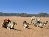 Camels in the Desert  Wadi Rum  Jordan  Middle East