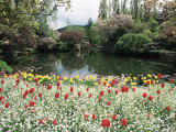 Tulips in the Butchart Gardens  Vancouver Island  Canada  British Columbia  North America
