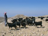 Bedouin Goat Herder  Harodus Castle  Jordan  Middle East