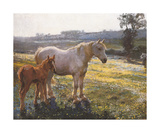 Mare And Foal In A Field Of Buttercups
