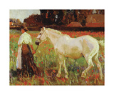 The Poppy Field