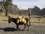 Donkey Carrying Water  Santo Antao  Cape Verde Islands  Africa