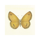 Butterfly V