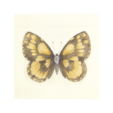 Butterfly VI