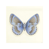 Butterfly VII
