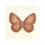 Butterfly VIII