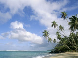 Palm Trees and Sea  Lalomanu Beach  Upolu Island  Western Samoa