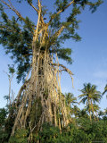 Banyan Tree after Cyclone Hit  Near Mount Tafua  Upolu Island  Western Samoa