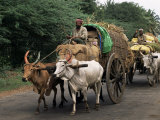 Bullock Carts are the Main Means of Transport for Local Residents  Tamil Nadu State  India