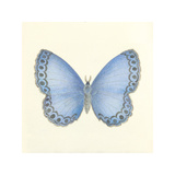Butterfly IV