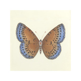 Butterfly III