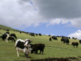 Herd of Yak  Including a White Yak  Lake Son-Kul  Kyrgyzstan  Central Asia
