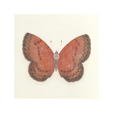 Butterfly I