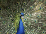 Peacock  Buchlovice  South Moravia  Czech Republic