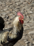 Cockerel on Beach at Cidade Velha  Santiago  Cape Verde Islands  Africa