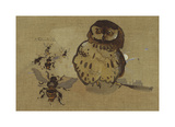 Owl And Bee