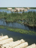 Reed Mats Ready for Sale  Village Near Qurna  Iraq  Middle East