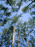 Pines and Sky  Mountain Pine Ridge  Belize  Cental America