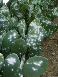 Infested Pads of Cactus Used to Raise the Cochineal Beetle for Making Red Dye  Oaxaca  Mexico