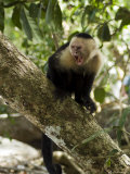 Capuchin or White Faced Monkey  Manuel Antonio Nature Reserve  Manuel Antonio  Costa Rica