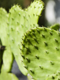 Pad of Cactus Used to Raise the Cochineal Beetle for Making Red Dye  Oaxaca  Mexico  North America