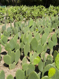 Cactus Used to Raise the Cochineal Beetle for Making Red Dye  Oaxaca  Mexico  North America