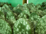 Infested Pads of Cactus Used to Raise the Cochineal Beetle for Making Red Dye  Oaxaca  Mexico
