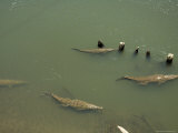 Crocodiles Seen from the Bridge Over the River Tarcoles  Near Puntarenas  Costa Rica