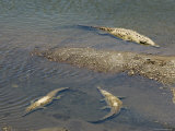 Crocodiles Seen from the Bridge Over the River Tarcoles  Near Puntarenas  Costa Rica